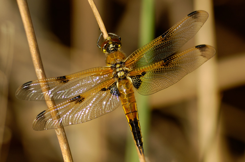 Libellula quadrimaculata